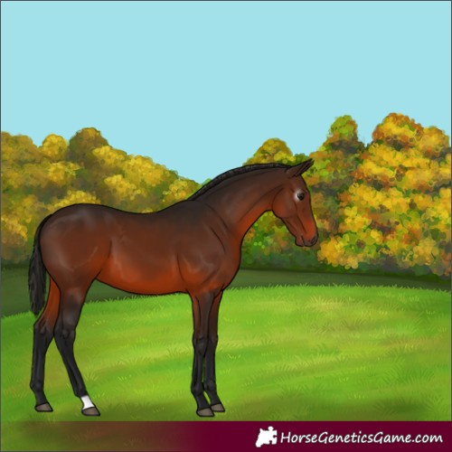 Horse Color:Gray Bay 