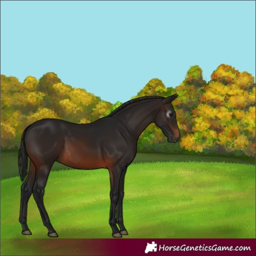 Horse Color:Gray Brown 