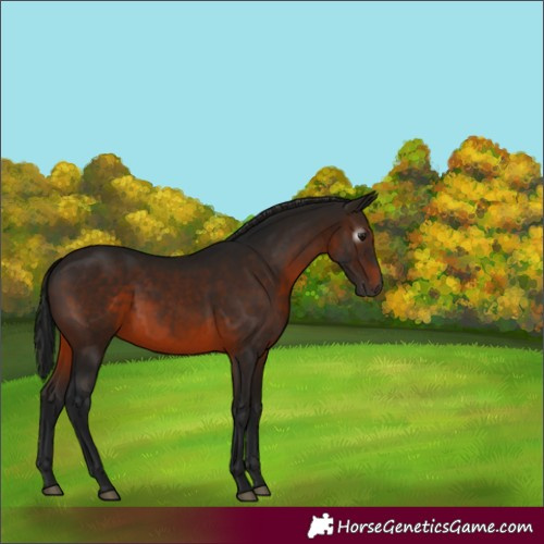 Horse Color:Gray Brown 
