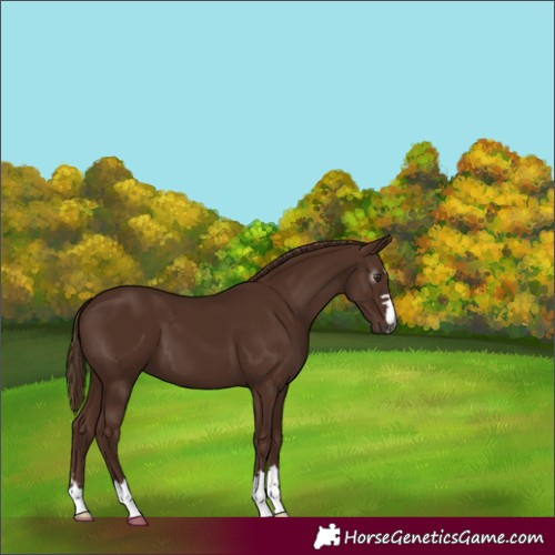 Horse Color:Gray Chestnut 
