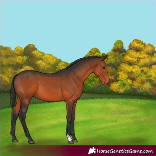 Horse Color:Brown 