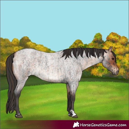 Horse Color:Blue Roan  and Bay Roan 