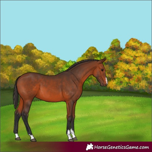 Horse Color:Bay 