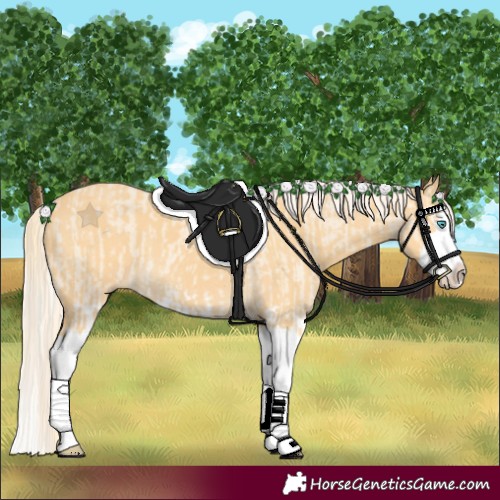 Horse Color:Cremello Splash  and Palomino Splash 