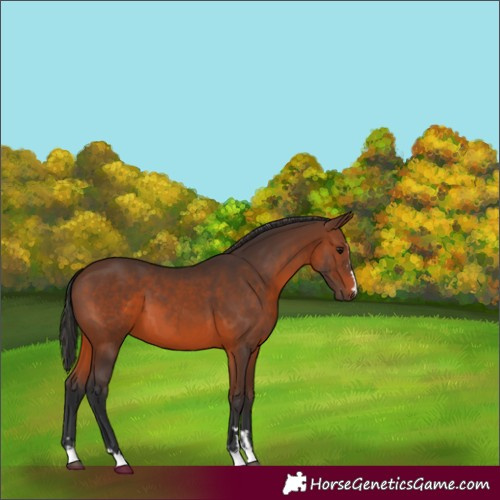 Horse Color:Brown 