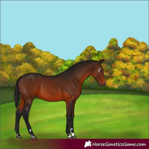 Horse Color:Gray Bay 
