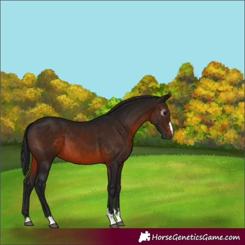 Horse Color:Gray Brown 