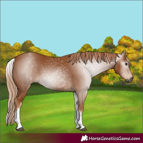 Horse Color:Gray White Spotted Chestnut 