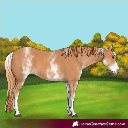 Horse Color:White Spotted Chestnut 