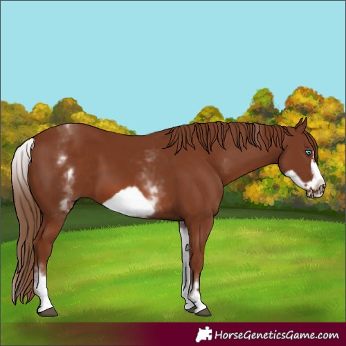 Horse Color:White Spotted Chestnut Frame 