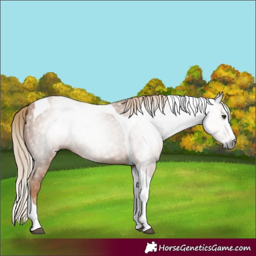 Horse Color:Gray Chestnut Splash Tobiano 