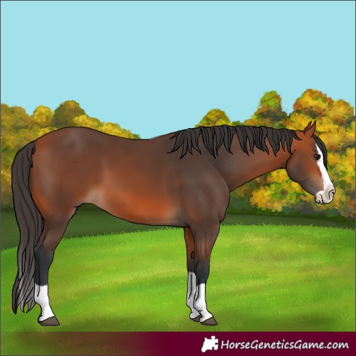 Horse Color:Bay Splash 