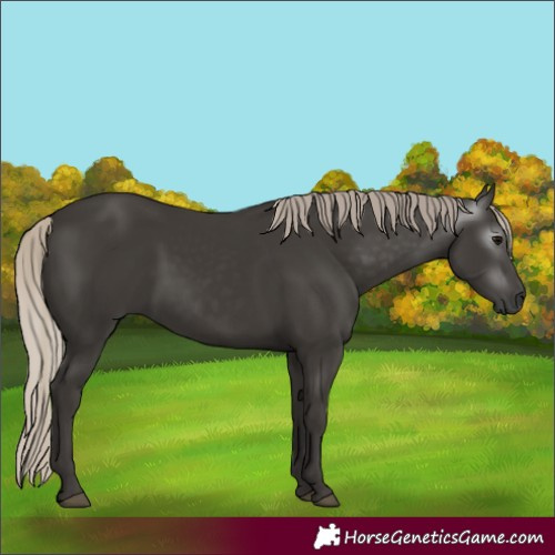 Horse Color:Gray Silver Black 