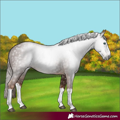 Horse Color:Gray Chestnut Splash Frame 