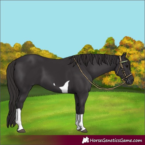 Horse Color:Smoky Black Tobiano 