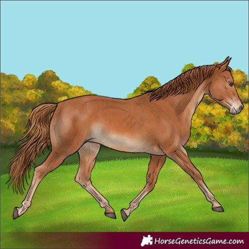 Horse Color:Chestnut  and Chestnut 