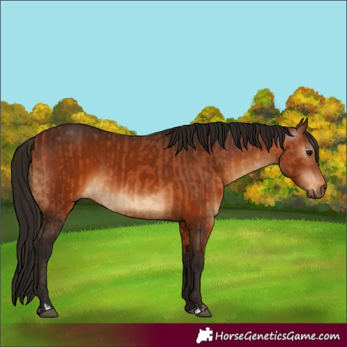 Horse Color:Bay  and Gray Bay 
