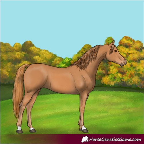 Horse Color:Chestnut 