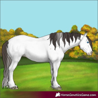 Horse Color:Brown Splash Appaloosa 