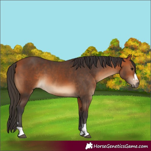 Horse Color:Bay  and Bay 