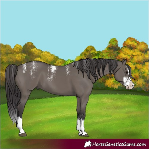 Horse Color:Powder White Smoky Grullo Splash 