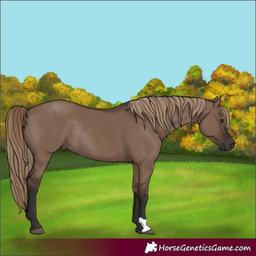 Horse Color:Liver Red Dun Rabicano 