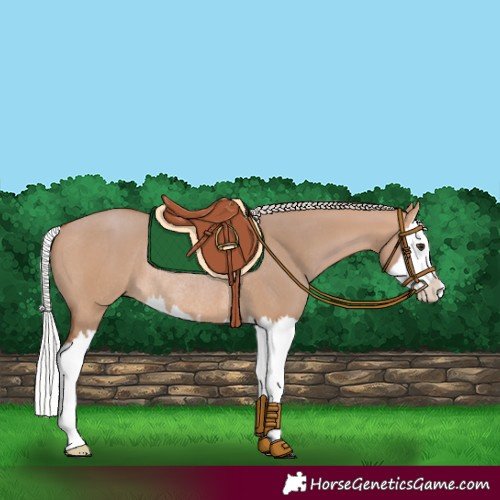 Horse Color:Silver Bay Dun Splash Rabicano 