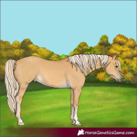 Horse Color:Palomino Dun 