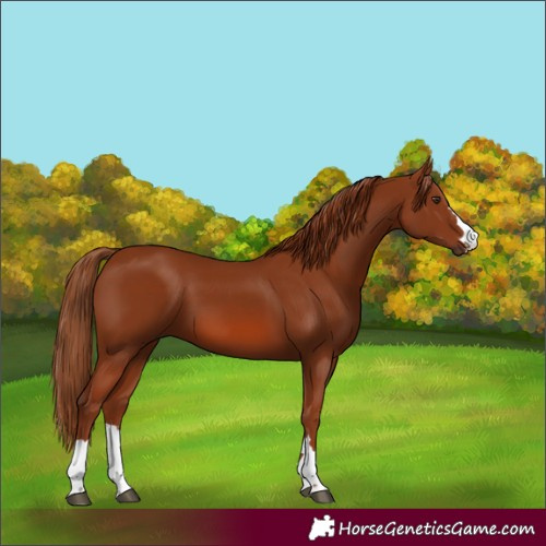 Horse Color:Chestnut 