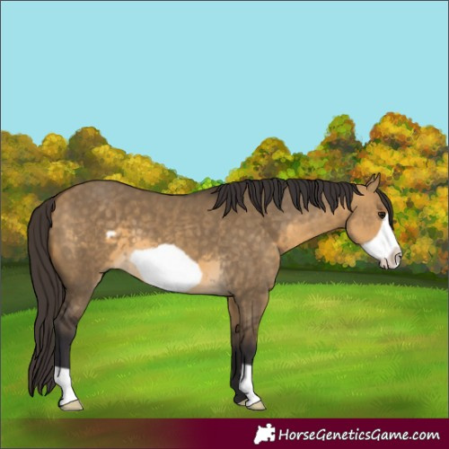 Horse Color:Buckskin Dun Frame 