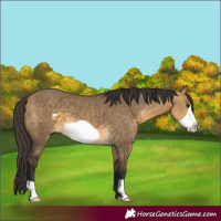 Horse Color:Buckskin Dun Frame 
