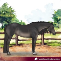 Horse Color:Black  and Smoky Black 