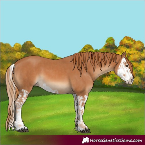 Horse Color:Chestnut  and Chestnut Splash 
