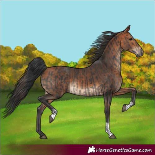 Horse Color:Black  and Bay 