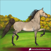 Horse Color:Buckskin Dun 
