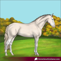 Horse Color:Perlino Splash and Perlino Splash