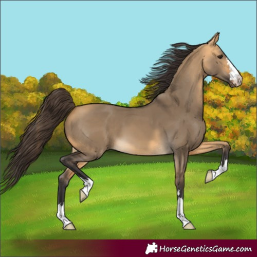 Horse Color:Buckskin Dun 