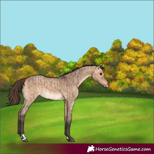 Horse Color:Bay Dun  and Bay Dun Appaloosa 