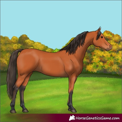 Horse Color:Bay 