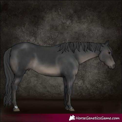 Horse Color:Black  and Black 