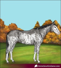 Horse Color:Grullo Sabino Splash  and Grullo Sabino Splash 