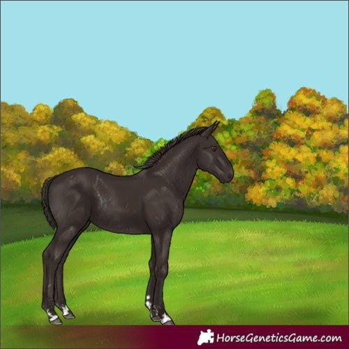 Horse Color:Liver Chestnut Rabicano 