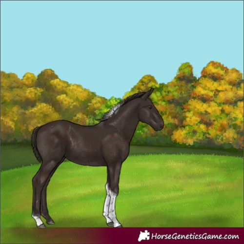 Horse Color:Liver Chestnut Tobiano Rabicano 