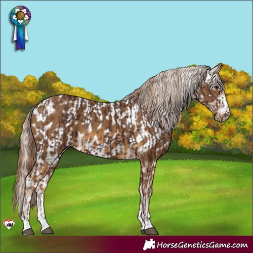Horse Color:Liver Chestnut  and Chocolate Palomino Appaloosa 
