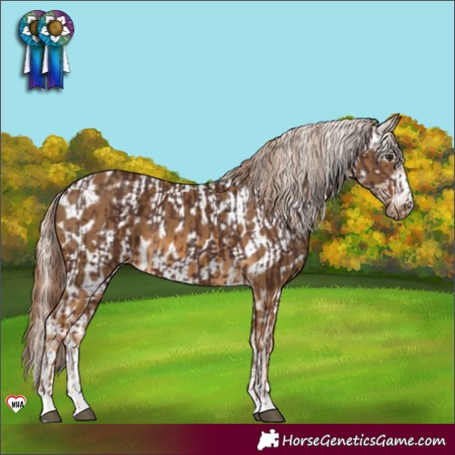 Horse Color:Liver Chestnut  and Chocolate Palomino Appaloosa 
