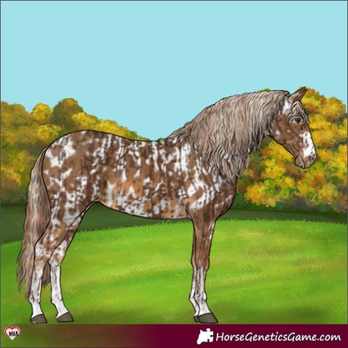 Horse Color:Liver Chestnut  and Chocolate Palomino Appaloosa 