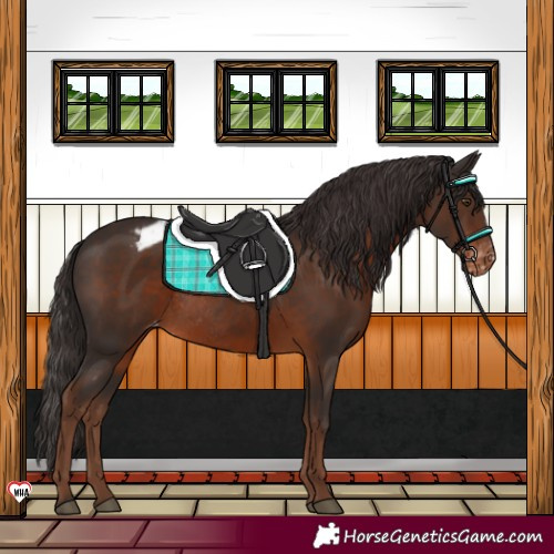 Horse Color:Liver Chestnut Appaloosa Rabicano