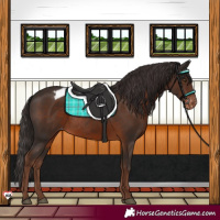 Horse Color:Liver Chestnut Blanket Rabicano 