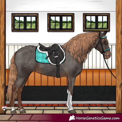 Horse Color:Liver Chestnut Tobiano Appaloosa 