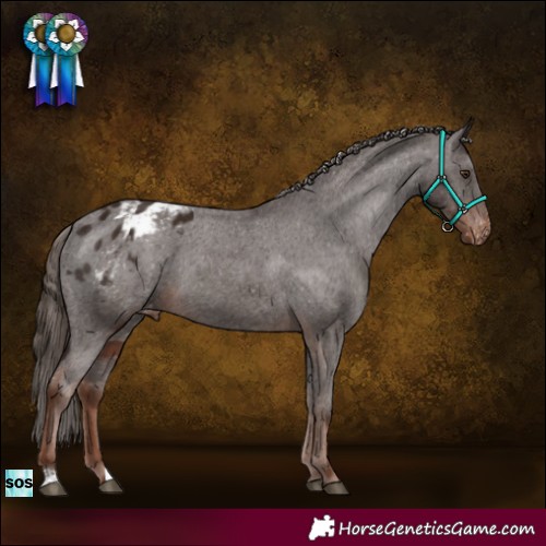 Horse Color:Liver Chestnut Appaloosa 